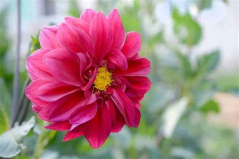 Dahlia Flower Meaning, Symbolism, and Uses You Should Know - GrowingVale