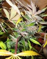 "Heavy Duty Haze" (Steckling) :: Cannabis Sorten Infos