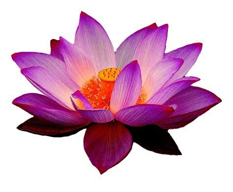 Lotus Flower Transparent | PNG All
