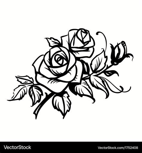 Roses black outline drawing on white background Vector Image