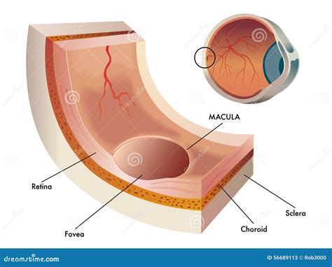 Macula stock vector. Illustration of photoreceptors, fovea - 56689113