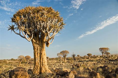 Quiver Tree Forest, Namibia | Amusing Planet