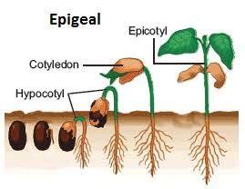 9 Difference Between Epigeal And Hypogeal Germination (With Pictures ...