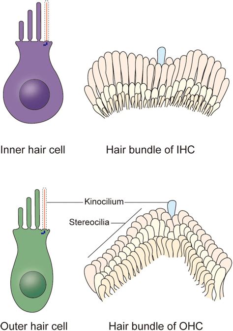 Frontiers | The Kinocilia of Cochlear Hair Cells: Structures, Functions ...