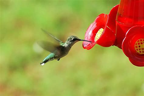 What Time of Day Do Hummingbirds Feed? - Here's When - Bird Feeder Hub