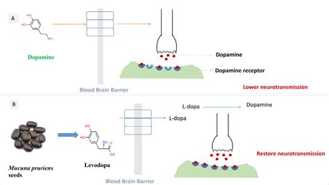 Mechanism of action of Mucuna pruriens Levodopa (LD) to treat Parkinson... | Download Scientific ...