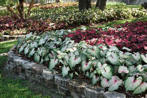 Winter Resilience: Landscaping Tips for Cold Weather in Florida