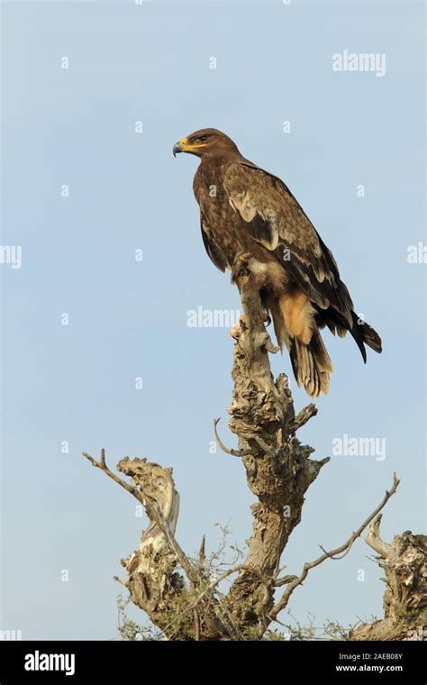 Birds of prey in India Stock Photo - Alamy