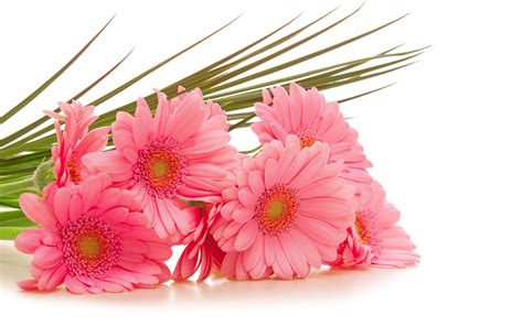180+ Gerbera HD Wallpapers and Backgrounds