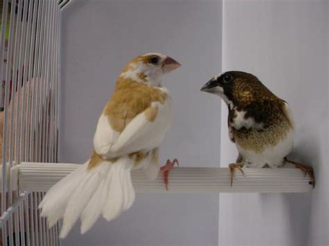 Finches and Canaries