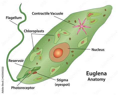 Euglena, cell anatomy of a protozoa, labeling the cell structures with ...