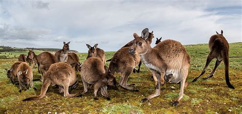 Australia: Kangaroo Island | Evaneos