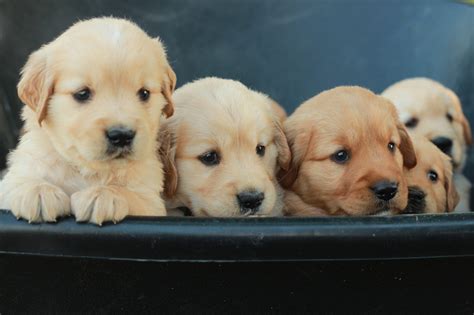 Reserve your golden retriever puppy from Windy Knoll Golden Retriever Puppies