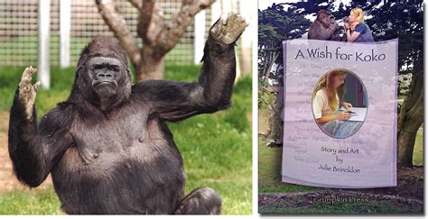 Read about Koko / A Wish for Koko / Landing Page / Book - The Gorilla ...