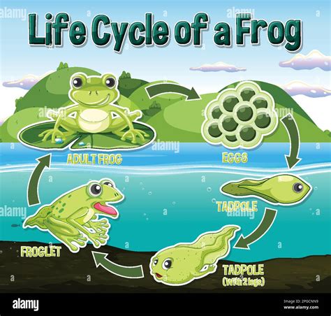 Frog Life Cycle Diagram illustration Stock Vector Image & Art - Alamy