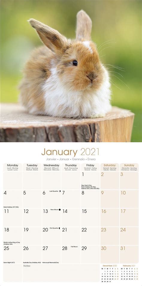 Rabbits Calendar, Animal Calendars | Pet Prints Inc