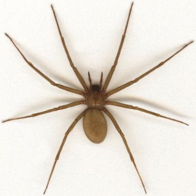 Spiders: Brown Recluse, Black Widow and Other Common Spiders | Oklahoma State University