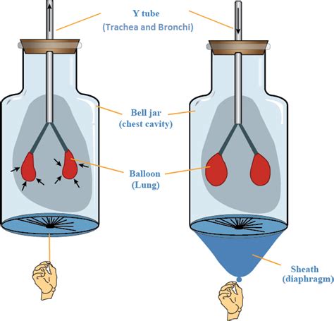 Co relate this setup with the working of the human respiratory system. Here rubber sheath ...