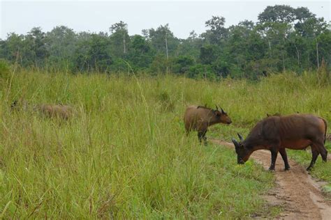 The Wonderful Wildlife of My Congo - Reef and Rainforest Tours