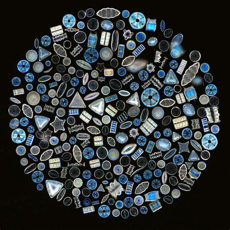 A microscopical view of an old diatom slide with 250 diatoms arranged in a circle