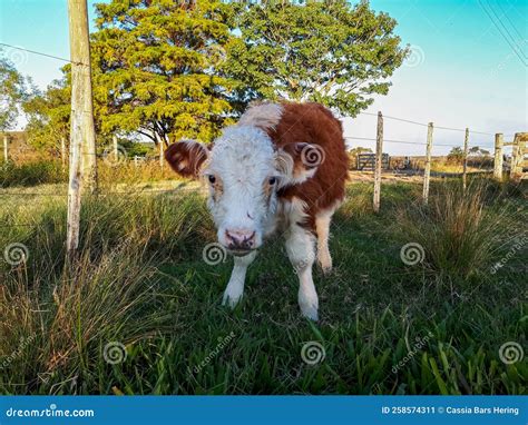 Cute baby cow in a farm. stock image. Image of grazing - 258574311