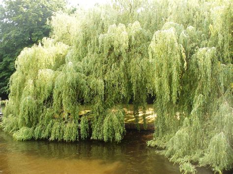 Weeping Willow Tree along the banks of the River Thames - photo taken by A de Carvalho | Weeping ...