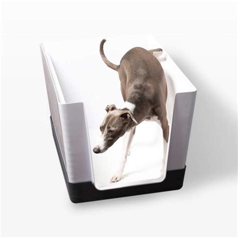 Can You Teach An Old Dog To Use A Litter Box