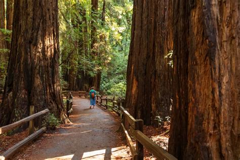 11 Best Redwoods Near San Francisco - California Crossroads