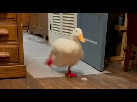 The Original Running Duck (classic viral video) - YouTube