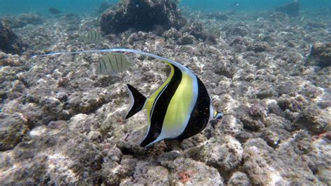 Poipu Beach: One of the Best Snorkel Spots in the World - Travel Poipu