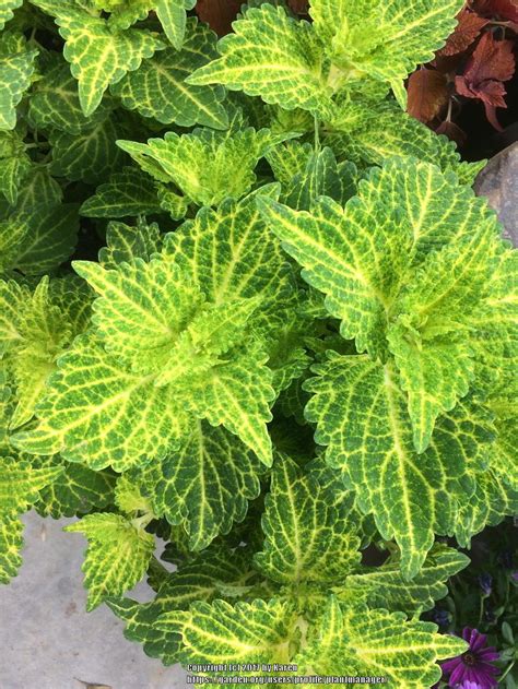 Coleus: Plant Care and Collection of Varieties - Garden.org