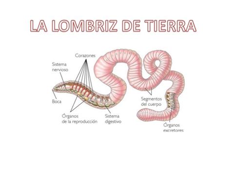 Presentación de la lombriz de tierra