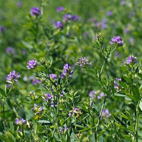 Vernal Alfalfa Seeds, Medicago sativa | American Meadows