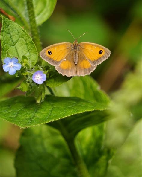 Gatekeeper Butterfly 🦋 #butterfly #butterflies #butterfliesofinstagram #gatekeeperbutterfly # ...