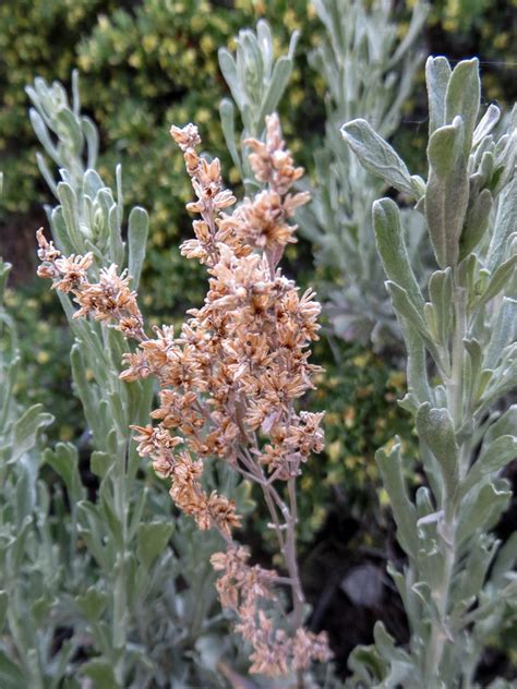 Big Sagebrush, Artemisia Tridentata