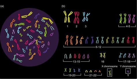 Cariotipo: cosa bisogna sapere?