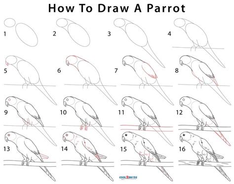 Drawing | Cool2bKids | Parrot drawing, Bird drawings, Art drawings simple