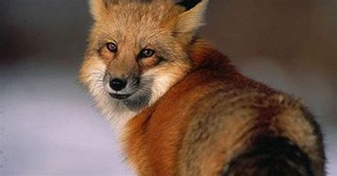 Red foxes, coyotes are excellent hunters