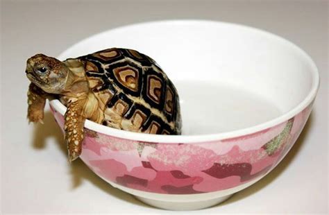 Pin on Shell Shocked Turtles/Tortoises