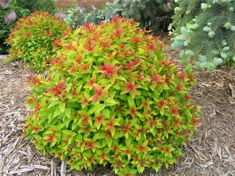 Magic Carpet Spirea | Faller Landscape