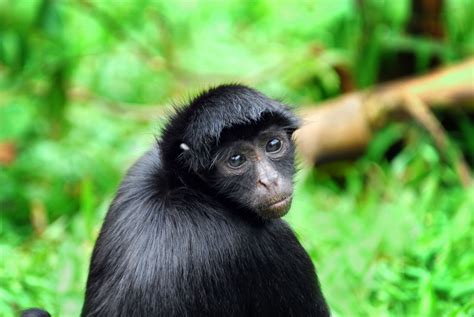 Black Spider Monkey - Amazon, Peru | Spider Monkeys | Pinterest