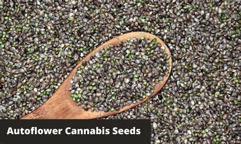 Autoflower Cannabis Seeds - Everything You Need To Know - GreenBudGuru