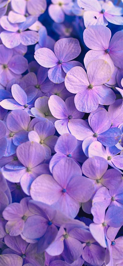 purple flowers with green leaves iPhone Wallpapers Free Download