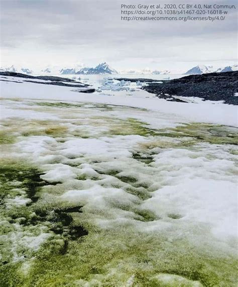 Why Is Antarctica’s Snow Turning Green? - Geography Realm