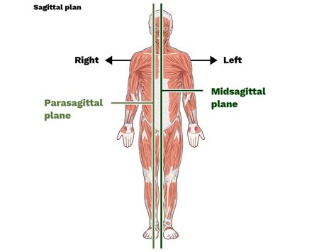 Midsagittal Plane