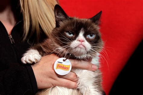 Grumpy Cat has died, and the internet isn’t taking it well – BGR