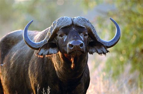 Water buffalo | African buffalo, Buffalo animal, African animals