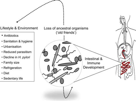 The Gut Microbiota in Inflammatory Bowel Disease | Abdominal Key