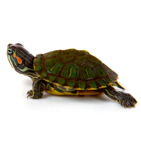 Baby Red Ear Slider Turtle | MyTurtleStore.com