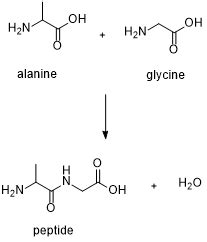 Draw the complete reaction between alanine and glycine or any two amino ...